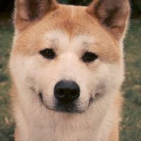 Hatiko