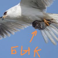 🇷🇺🦅ЯсТрЕб🦅🇷🇺