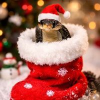 ალექსანდრე 💫🔥